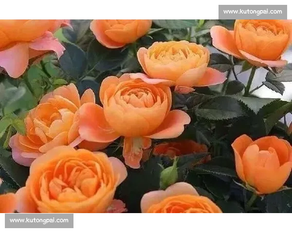 大连美女与青岛美女气质颜值生活方式全面对比谁更吸睛城市魅力